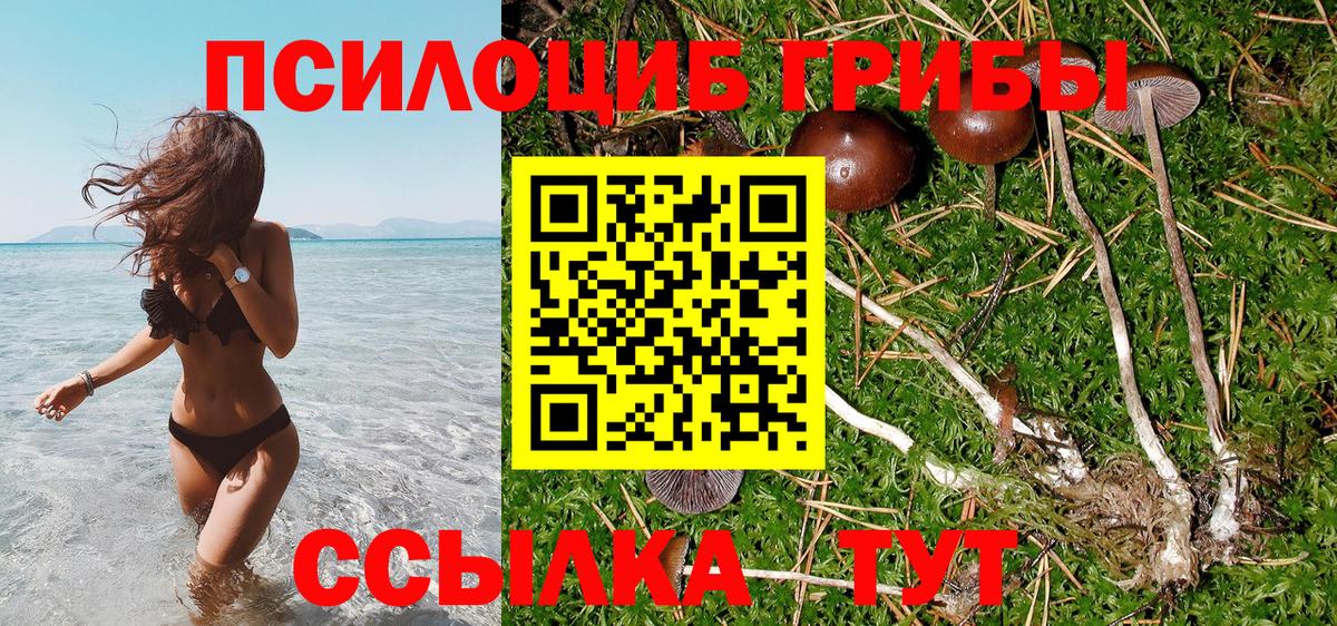 Псилоцибиновые грибы Psilocybe  Вход с VPN  Галлюциногенные грибы Psilocybe  Ртищево 